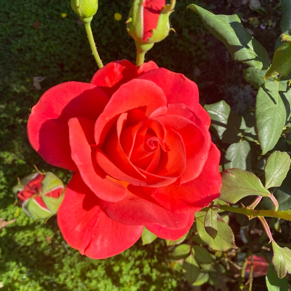 Meet your Posher, Treva